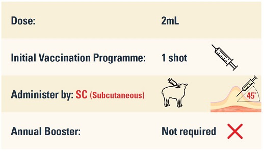 lamb-vaccine-nz-sheep-vaccines